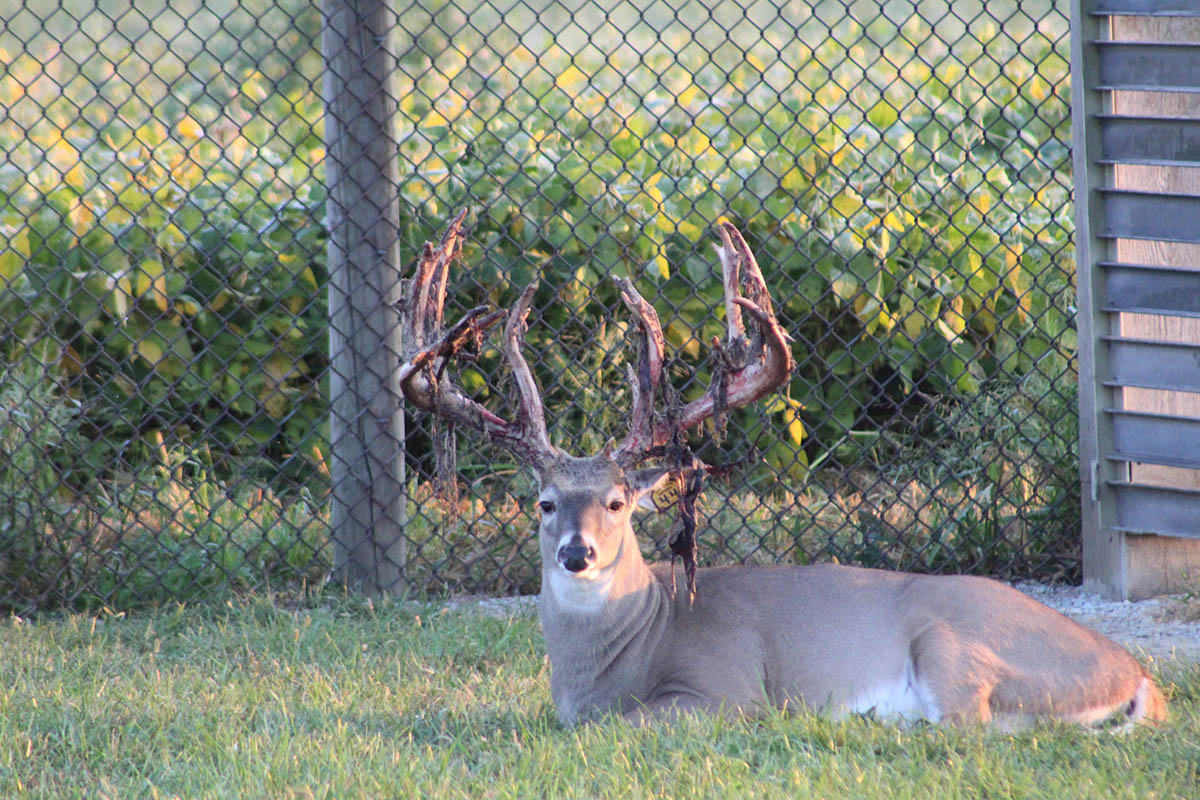 semenforsale_highimpact